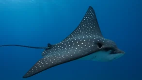 Sonhar com arraias: profundidade, defesa e sutileza