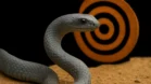Sonhar com cobra cinzenta: neutralidade, prudência e foco