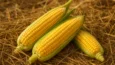 Sonhar com milho verde na palha: fartura e colheita