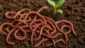 Sonhar com muitas minhocas juntas: fertilidade e trabalho