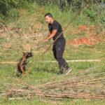 Cães policiais: 300 milhões de células contra o crime no DF