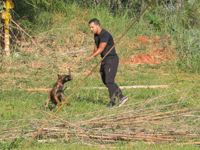 Cães policiais: 300 milhões de células contra o crime no DF