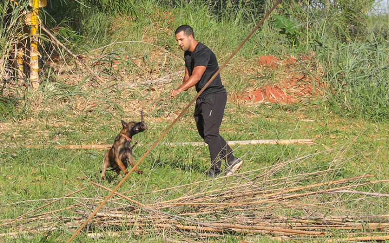 Cães policiais: 300 milhões de células contra o crime no DF