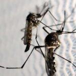 Anvisa autoriza Butantan a fabricar vacina contra chikungunya