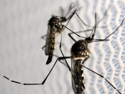 Anvisa autoriza Butantan a fabricar vacina contra chikungunya