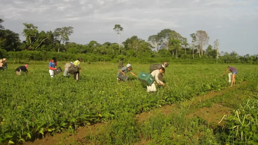 Agricultura familiar do DF movimenta R$1 bi em 2024